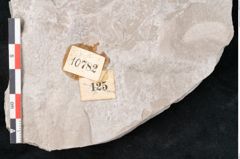 Foto (Detailansicht) von Dictyopteris brongniarti Gutb. (NHMW-GEO-2024-0188-10782)